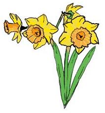 daffodil