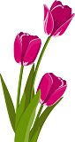 Tulips